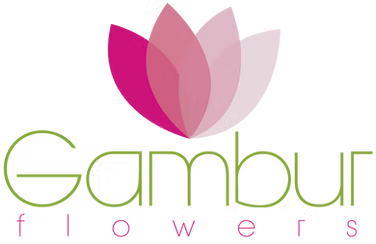 Gambur